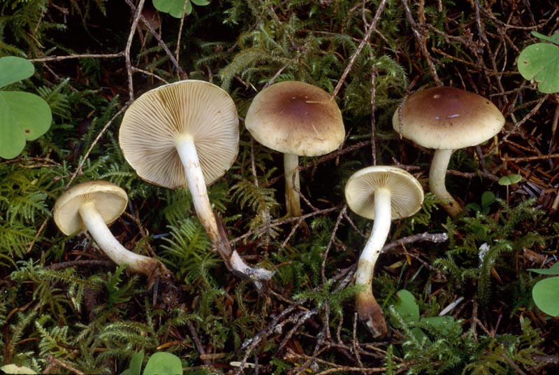 Pholiota decorata